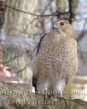 Photograph of Coopers Hawk from www.MilwaukeePhotos.com (C) Ian Pritchard